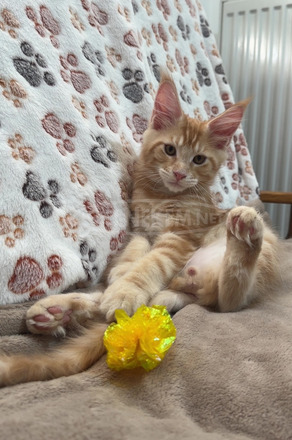 Törzskönyves Maine Coon kiscica tenyészetből - 8/10