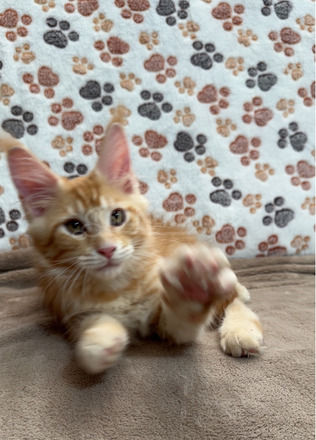 Törzskönyves Maine Coon kiscica tenyészetből - 10/10