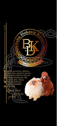 Uszkár – Toy és Mini Kölykök - 8/8