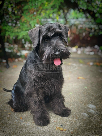 Törpe schnauzer fekete – kölykök - 1/4