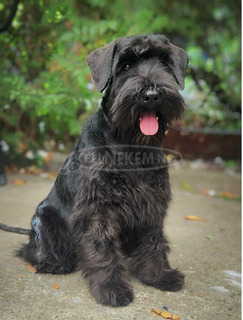Törpe schnauzer fekete – kölykök