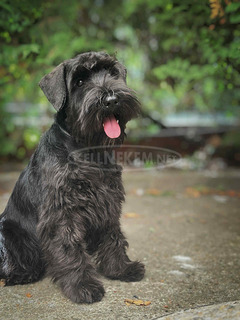 Törpe schnauzer fekete – kölykök