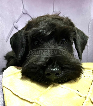 Törpe schnauzer fekete – kölykök - 4/4