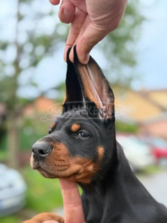 Dobermann – Gyönyörű kölykök
