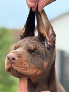 Dobermann – Gyönyörű kölykök