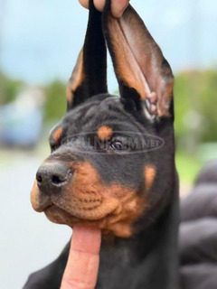 Dobermann – Gyönyörű kölykök