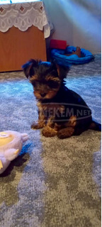 Yorkshire terrier kiskutyák