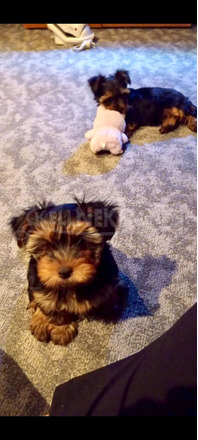 Yorkshire terrier kiskutyák - 2/3