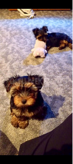 Yorkshire terrier kiskutyák