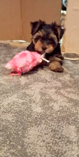 Yorkshire terrier kiskutyák
