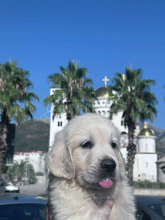 Arany retriever – gyönyörű kölykök - 3/8