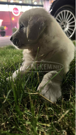 Arany retriever – gyönyörű kölykök - 4/8