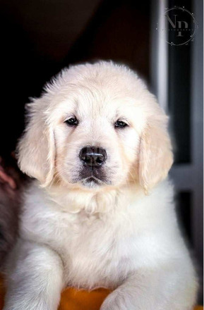 Arany retriever – gyönyörű kölykök - 5/8