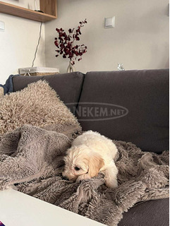 Maltipoo 2 hónapos kislány