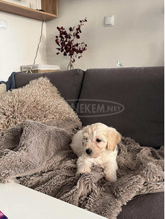 Maltipoo 2 hónapos kislány