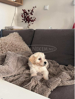 Maltipoo 2 hónapos kislány