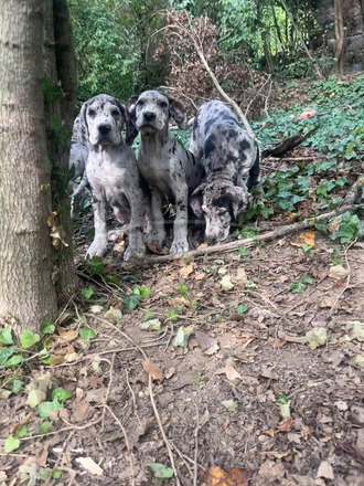 Német dog kiskutyák - 4/4