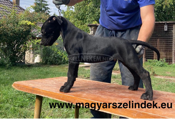 Argentín dog