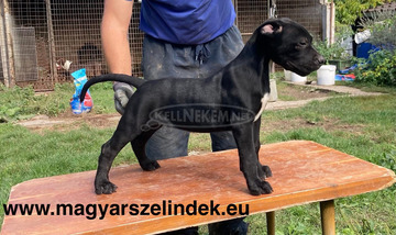 Argentín dog