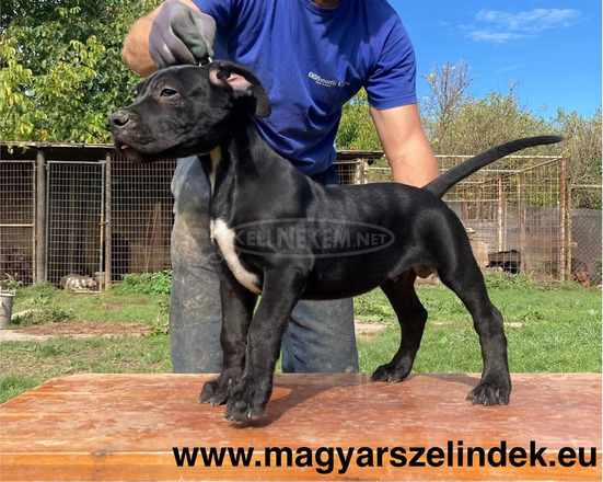 Argentín dog - 6/11