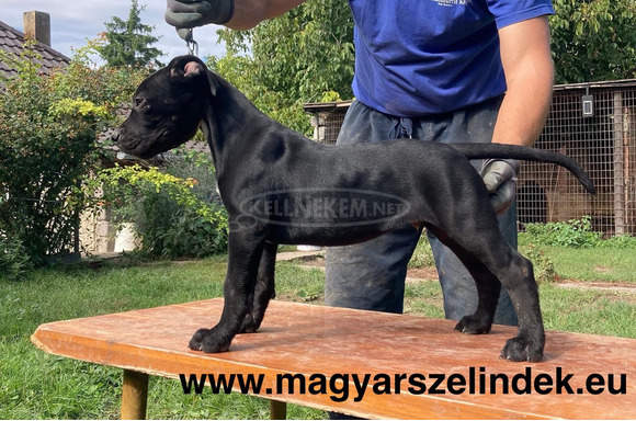 Argentín dog - 7/11