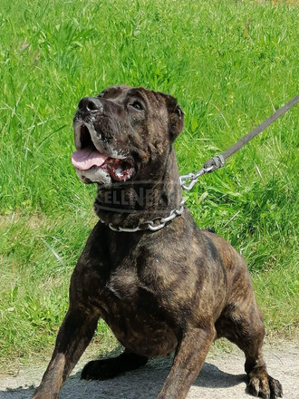Argentín dog - 11/11