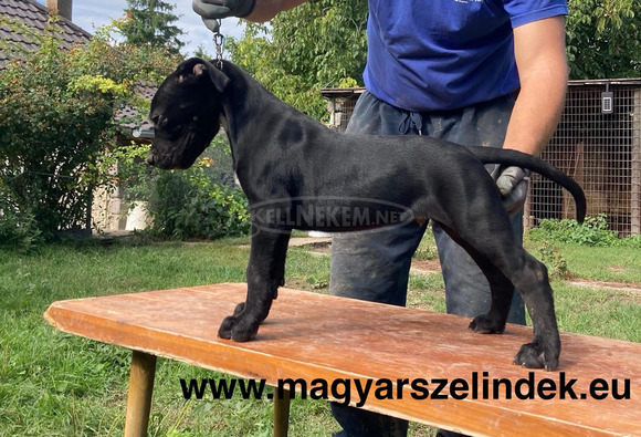 Cane Corso - 1/6
