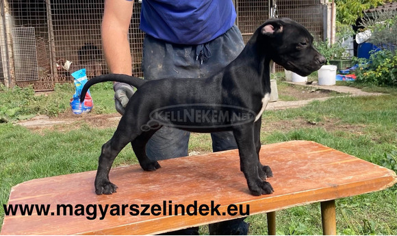 Cane Corso - 2/6