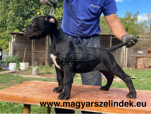 Cane Corso - 3/6