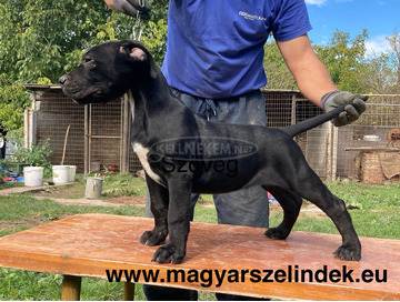 Cane Corso