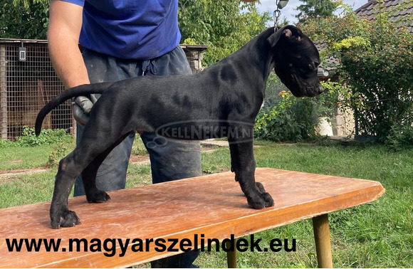 Cane Corso - 4/6