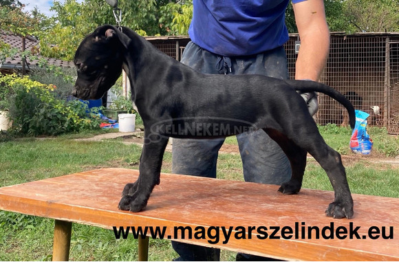 Cane Corso - 5/6