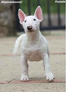 Miniature Bull Terrier