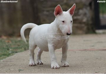 Miniature Bull Terrier