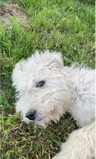 Cuki komondor szuka, 1,5 éves - Ingyen elvihető