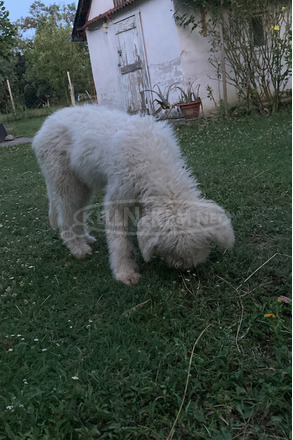 Cuki komondor szuka, 1,5 éves - Ingyen elvihető - 3/4