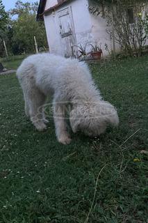 Cuki komondor szuka, 1,5 éves - Ingyen elvihető