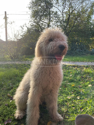 Cuki komondor szuka, 1,5 éves - Ingyen elvihető - 4/4