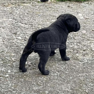 Cane corso