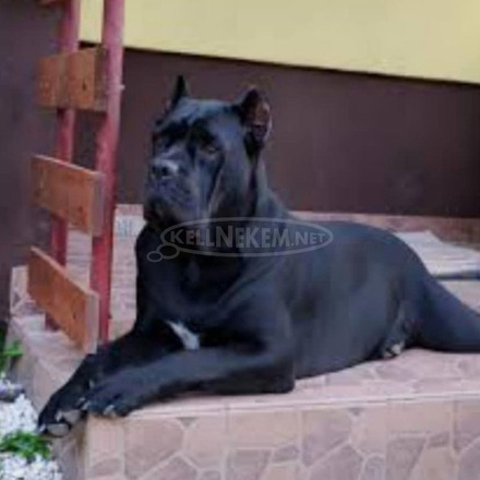 Cane corso - 4/4