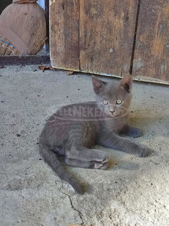 Oroszkék jellegű cica
