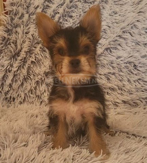 Yorkshire Terrier Kisfiú