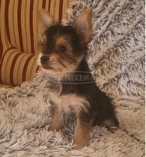 Yorkshire Terrier Kisfiú
