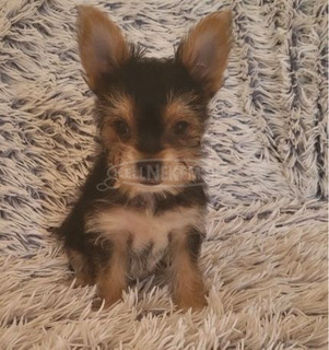 Yorkshire Terrier Kisfiú