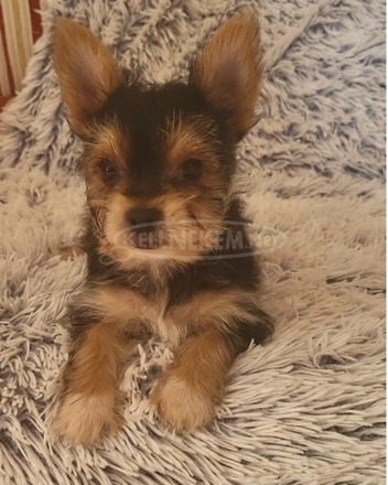 Yorkshire Terrier Kisfiú - 4/4