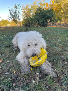 Cuki komondor szuka, 1,5 éves - Ingyen elvihető