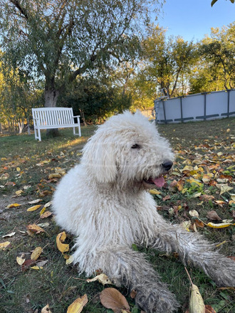 Cuki komondor szuka, 1,5 éves - Ingyen elvihető - 3/5
