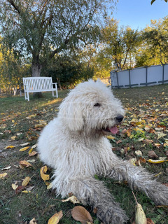 Cuki komondor szuka, 1,5 éves - Ingyen elvihető