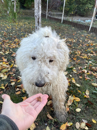 Cuki komondor szuka, 1,5 éves - Ingyen elvihető - 4/5