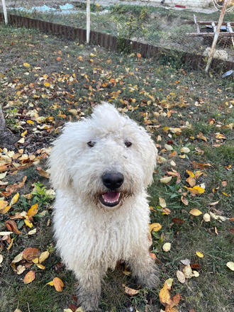 Cuki komondor szuka, 1,5 éves - Ingyen elvihető - 5/5